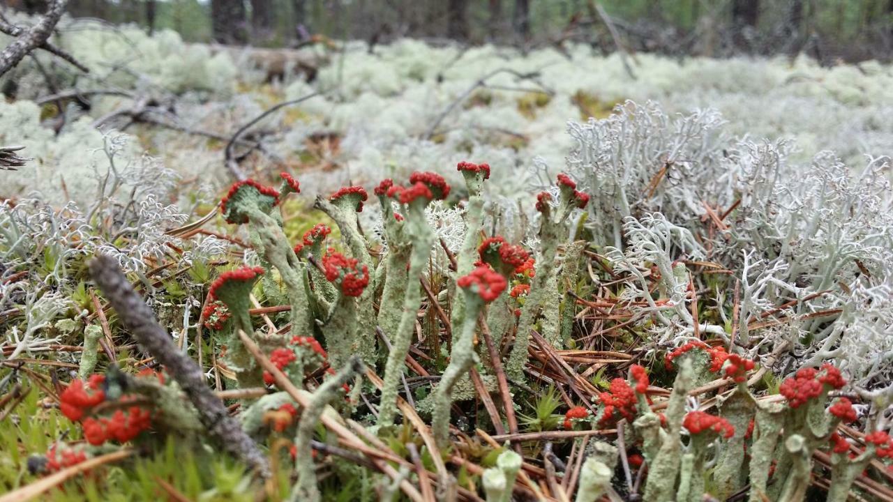 Bergervilla Mezmuiza Eksteriør bilde